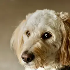 Goldendoodle - Photo 10