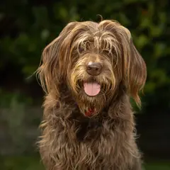 Labradoodle - Photo 6