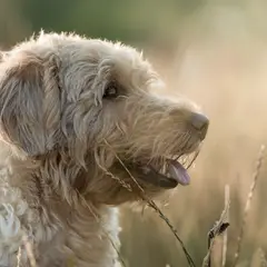 Labradoodle - Photo 7