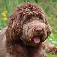 Labradoodle - Photo 8
