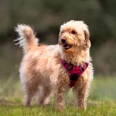 Labradoodle - Photo 9