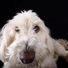 Labradoodle - Photo 10