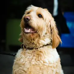 Labradoodle - Photo 11