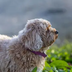 Cavapoo - Foto 2