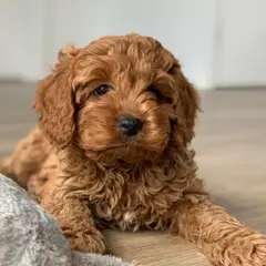 Cavapoo - Foto 5