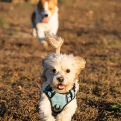 Cavapoo - Foto 6