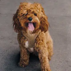 Cavapoo - Foto 7