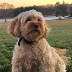 Cavapoo - Foto 8