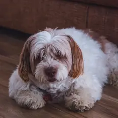 Bichon Havanais - Foto 1