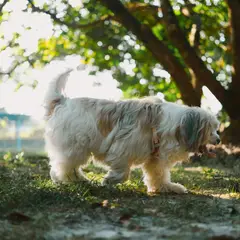 Bichon Havanais - Foto 5