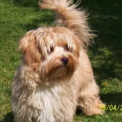 Bichon Havanais - Foto 9