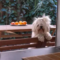 Bichon Maltese - Foto 1