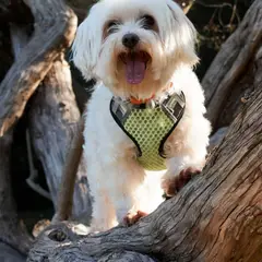 Bichon Maltese - Foto 4