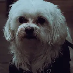 Bichon Maltese - Foto 5