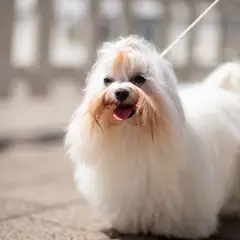 Bichon Maltese - Foto 7