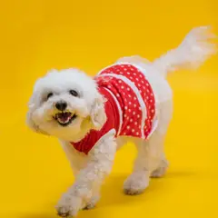 Bichon Maltese - Foto 10