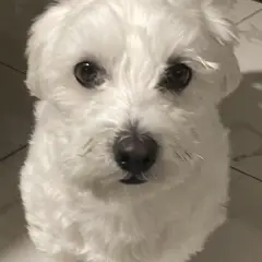 Bichon Maltese - Foto 11