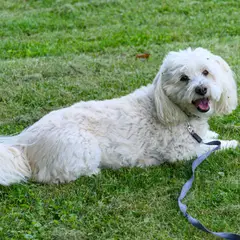 Coton de Tuléar - Photo 1