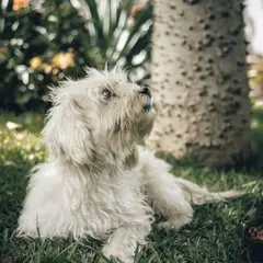 Coton de Tuléar - Photo 2