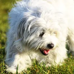 Coton de Tuléar - Photo 3