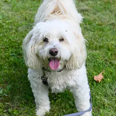 Coton de Tuléar - Photo 4