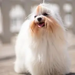 Coton de Tuléar - Photo 7