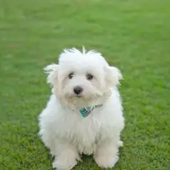 Coton de Tuléar - Photo 8