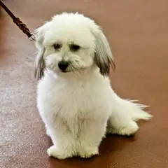 Coton de Tuléar - Photo 9