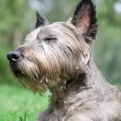 Cairn Terrier - Foto 2