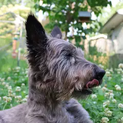 Cairn Terrier - Foto 3
