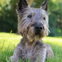 Cairn Terrier - Foto 4