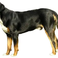 Grand Bouvier Suisse - Photo 1