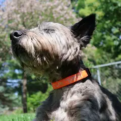 Cairn Terrier - Foto 6