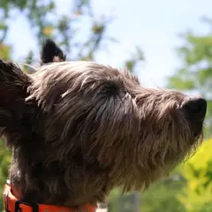 Cairn Terrier - Foto 7