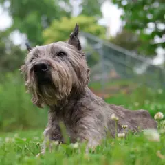 Cairn Terrier - Foto 8