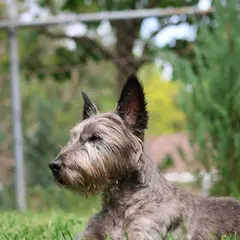 Cairn Terrier - Foto 9