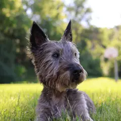 Cairn Terrier - Foto 10