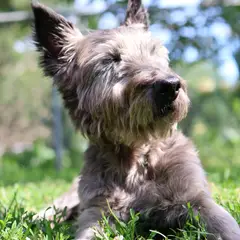 Cairn Terrier - Foto 11