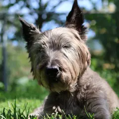 Cairn Terrier - Foto 12