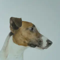Fox Terrier - Photo 2
