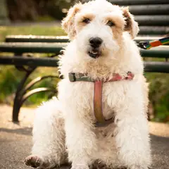 Fox Terrier - Photo 3