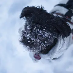 Affenpinscher - Photo 1