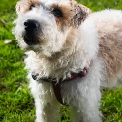 Fox Terrier - Photo 8