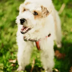 Fox Terrier - Photo 9