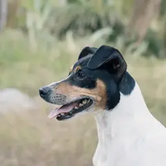 Fox Terrier - Photo 10