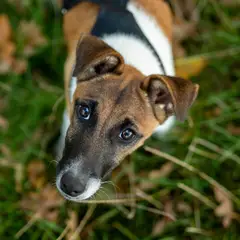 Fox Terrier - Photo 11