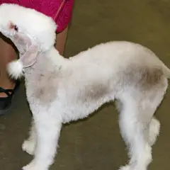 Bedlington Terrier - Photo 1