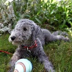 Bedlington Terrier - Photo 2