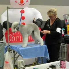 Bedlington Terrier - Photo 3