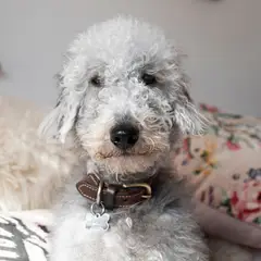 Bedlington Terrier - Photo 6